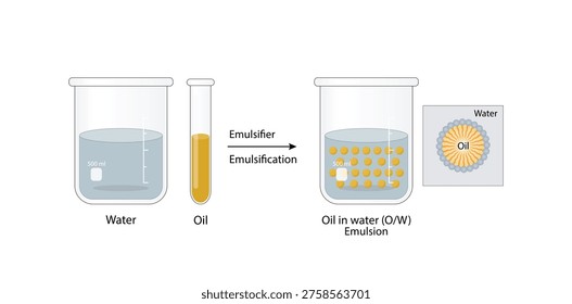 Emulsion, a mixture of two immiscible liquids (oil and water) in beakers, Emulsion oil in water, Immiscible liquids. Emulsification, emulsifier. isolated on white background. Vector illustration.
