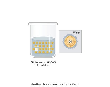 Emulsion, a mixture of two immiscible liquids (oil and water) in beakers, Emulsion oil in water, Immiscible liquids. Emulsification, emulsifier. isolated on white background. Vector illustration.
