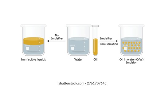 Emulsion, a mixture of two immiscible liquids (oil and water) in beakers, Emulsion oil in water, Immiscible liquids. Emulsification, emulsifier. isolated on white background. Vector illustration.
