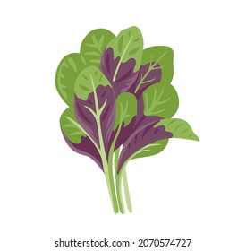 En Choy, Amaranthus tricolor, amaranth greens. Fresh leafy green and purple vegetable. Asian ingredient. Healthy natural vegetarian food. Hand drawn flat vector illustration.