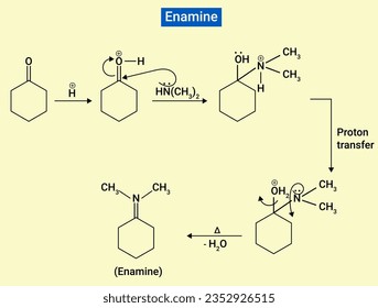 Ein Enamin ist eine ungesättigte Verbindung, die durch Kondensation eines Aldehyds oder Ketons mit einem Sekundäramin gewonnen wird. 