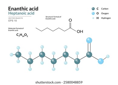 Enanthic Acid. Heptanoic Acid. Structural Chemical Formula and 3d Model of Molecule. C7H14O2. Atoms with Color Coding. Vector Graphic Illustration for Educational Materials, Scientific Articles