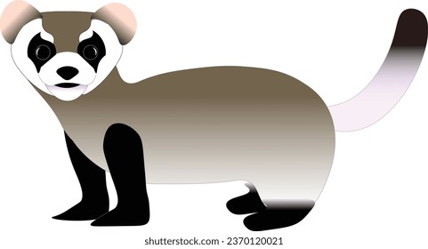 Endangered black footed ferret vector