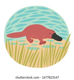 Ilustración de platypus.Vector de pato australiano endémico.