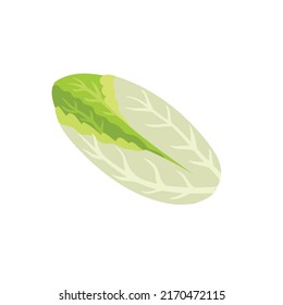 Endive lettuce isolated element. Healthy chicory food print for farm market menu and recipes. Vector illustration