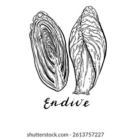 Endive. Vegetables set. Hand drawn vector isolated sketch.