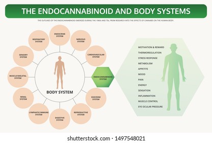 Endocannabinoid and Body Systems horizontal textbook infographic illustration about cannabis as herbal alternative medicine and chemical therapy, healthcare and medical science vector.