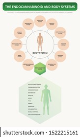 Endocannabinoid and Body Systems vertical textbook infographic illustration about cannabis as herbal alternative medicine and chemical therapy, healthcare and medical science vector.