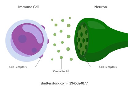 The Endocannabinoid System With Cannabinoid Receptors Between Immune Cell And Neuron Diagram Illustration About Cannabis, Healthcare Meical And Science Vector.