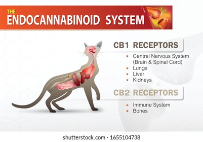 das Endocannabinoid-System cb1 und cb2-Rezeptoren bei Katzen 