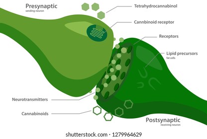 The Endocannabinoid System Diagram illustration about cannabis as herbal alternative medicine and chemical therapy, healthcare and medical science vector.