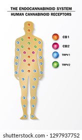 el sistema endocannabinoide humano
