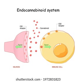 Anatomy Microglial Cell Glial Cell Macrophage Stock Illustration ...