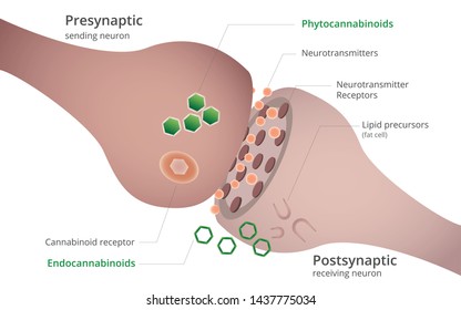 Endocannabinoid system and Phytocannabinoid diagram, healthcare and medical illustration about cannabis