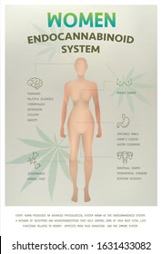 endocannabinoid system work in the women effect on body,vector infographic on white background.