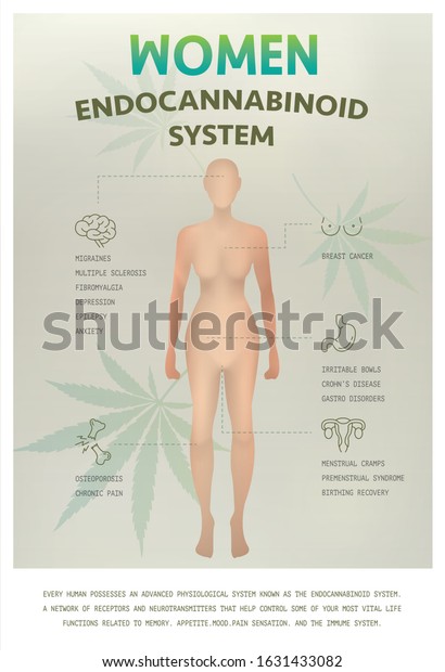 Endocannabinoid System Work Women Effect On Stock Vector Royalty Free 1631433082 Shutterstock 8027