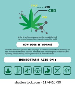 The Endocannabinoid System(CBD,THC) Is Homeostasis Acts Of Cannabis On Human Body