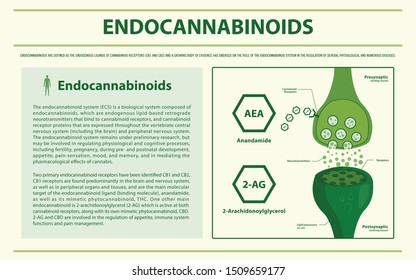 Endocannabinoids horizontal infographic illustration about cannabis as herbal alternative medicine and chemical therapy, healthcare and medical science vector.