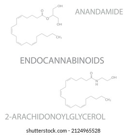 Endocannabinoids molecular skeletal chemical formula.	Vector illustration.