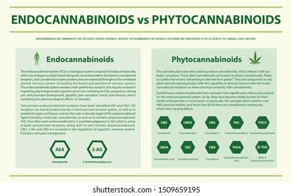 Endocannabinoids vs Phytocannabinoids horizontal infographic illustration about cannabis as herbal alternative medicine and chemical therapy, healthcare and medical science vector.