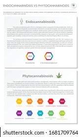 Endocannabinoids vs Phytocannabinoids vertical business infographic illustration about cannabis as herbal alternative medicine and chemical therapy, healthcare and medical science vector.