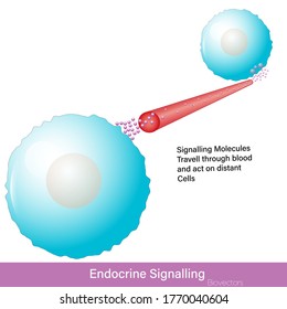 Endocrine Cell Signaling By Hormone Molecules Which Are Released By A Cell Acts On Distant Cell Through The Blood By Binding To Its Receptor And Stimulates The Receptor Molecules Vector Eps