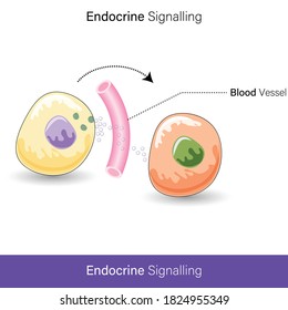 Endocrine Cell Signaling By Hormone Molecules Which Are Released By A Cell Acts On Distant Cell Through The Blood By Binding To Its Receptor And Stimulates The Receptor Molecules Vector Eps