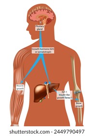 Endocrine control of growth. Growth hormone (GH) or somatotropin. IGF-1Insulin-like growth factor 1. Muscle and Bone growth