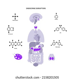 Endocrine disruptors in human body. Adrenal glands, thyroid, parathyroid, ovary and pancreas in male and female. Pineal and pituitary glands in brain. Network of organs vector illustration