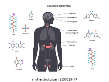 Endocrine disruptors in human body. Adrenal glands, thyroid, parathyroid, testis and pancreas in male silhouette. Pineal and pituitary glands in brain. Complex network of organs vector illustration