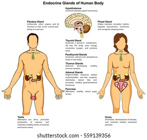 Endocrine Glands of Human Body for male and female including pituitary pineal thyroid parathyroid thymus adrenal pancreas testis ovary hypothalamus and main function infographic diagram vector