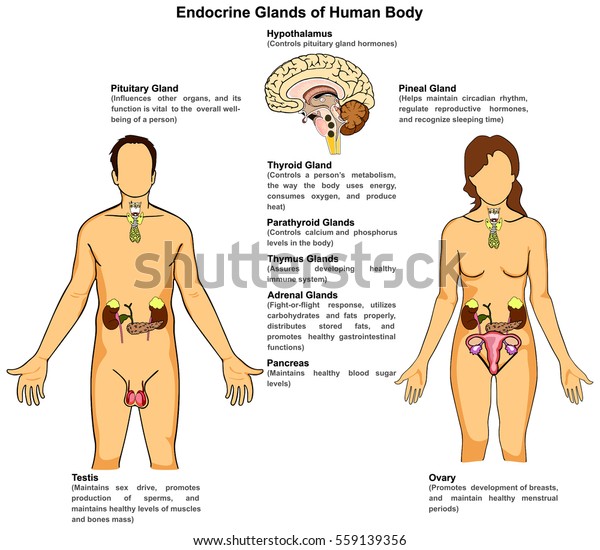 Endocrine Glands of Human Body for male and female\
including pituitary pineal thyroid parathyroid thymus adrenal\
pancreas testis ovary hypothalamus and main function infographic\
diagram vector