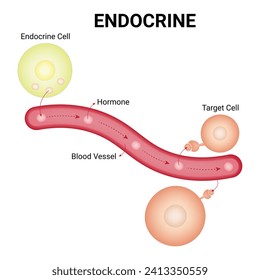 Endocrine Science Design Vector Illustration Diagram