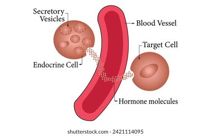 Endocrine Science Diagram 100% vector illustration design. Endocrine Science Diagram Organ, Human Endocrine Anatomy Design. 