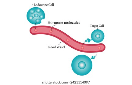 Diseño de ilustraciones vectoriales del Diagrama de Ciencias Endocrinas 100%. Órgano Diagrama Científico Endocrino, Diseño Anatomía Endocrina Humana. 