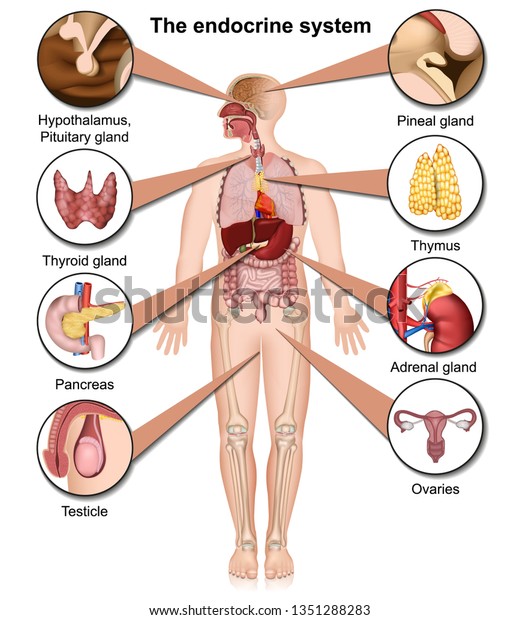 The endocrine system 3d medical vector\
illustration isolated on white\
background