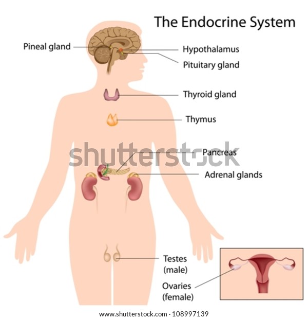 The endocrine\
system