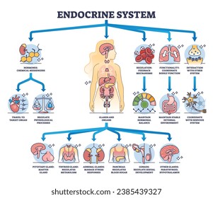 Sistema endocrino con glándulas corporales y funciones de órganos diagrama esquemático. Esquema educativo marcado con glándula pituitaria, tiroides y el páncreas procesado por ilustración vectorial. Equilibrio de hormonas gástricas.