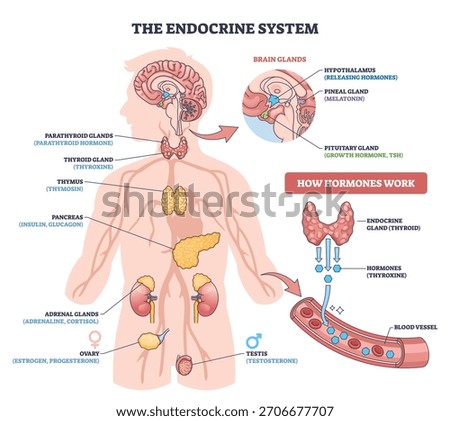 Endocrine system brief diagram maps hormone flow across key glands pituitary, thyroid, and pancreas showing secretion into blood vessels for body regulation. Outline diagram