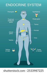 Sistema endocrino. Secreción hormonal. Regulación metabólica. Desequilibrios hormonales. Silueta humana con órganos internos resaltados. Ilustración plana isométrica. Afiche de Vector