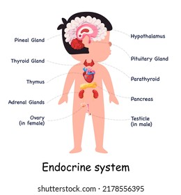 Endocrine system hormones glands body anatomical internal organ graphic illustration in vector