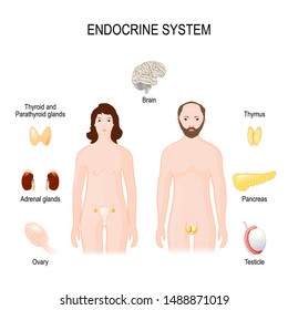 endocrine system. Human anatomy. Female, male silhouettes, and endocrine glands (internal organs).