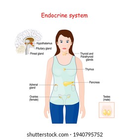 Endocrine System Human Anatomy Female Silhouette Stock Vector (Royalty ...