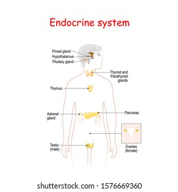 Endocrine System Human Anatomy Endocrine Glands Stock Vector (Royalty ...