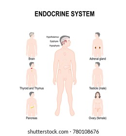 endocrine system. Human anatomy. Set Human silhouette (male and female) with highlighted internal organs.