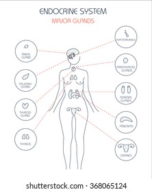 endocrine system. Human anatomy. Human silhouette with highlighted internal organs.