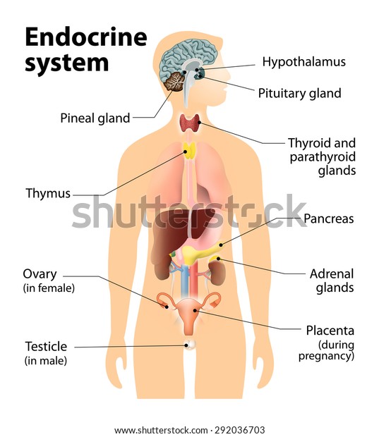 endocrine system. Human anatomy.  Human\
silhouette with highlighted internal\
organs.
