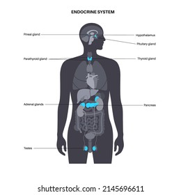 Endocrine system in human body. Adrenal glands, thyroid, parathyroid, testes and pancreas in male silhouette. Pineal and pituitary glands in brain. Complex network of organs flat vector illustration.