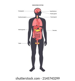 Endocrine system in human body. Adrenal glands, thyroid, parathyroid, testes and pancreas in male silhouette. Pineal and pituitary glands in brain. Complex network of organs flat vector illustration.