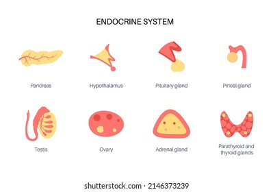 Endocrine system in human body. Adrenal glands, thyroid, parathyroid and pancreas. Testes and ovaries. Pineal and pituitary glands in brain. Coordination of metabolism, energy level and reproduction.
